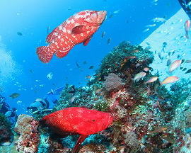 ���i�C���[�W1