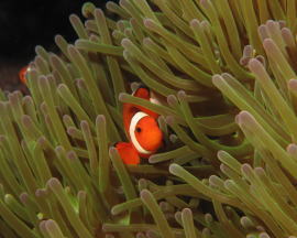 ���i�C���[�W4